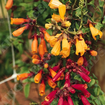 Picture of Eccremocarpus scaber - Tresco Mixed